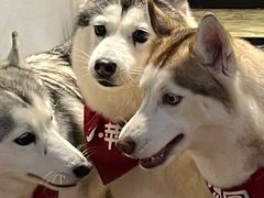 -Husky Go! 哈士奇体验馆·宠物咖啡厅狗咖