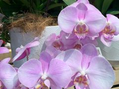 -凯德广场(西城店)