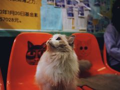 -猫咪博物馆(顶澳仔猫街店)