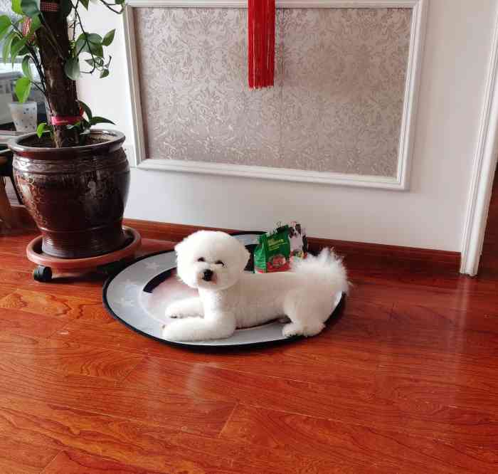 爱派宠物(新业广场店)-"【项目】其他01119715第466366篇.