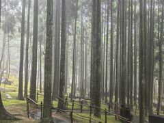 -玉苍山国家森林公园