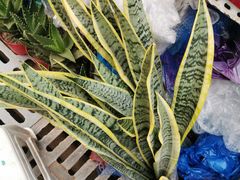 -秦美花卉(天朗·莱茵小城2期店)