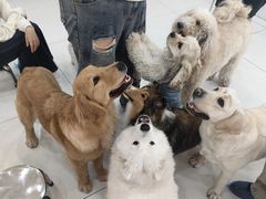 -汪说·狗咖·拼豆·宠物周边DIY(旺城大厦店)