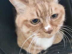 -北京观赏动物医院·24小时大型综合·猫专科·异宠专科