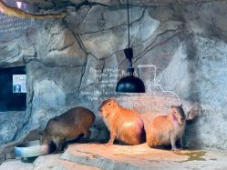 -Zoolung Zoolung动物主题公园(海信广场店)