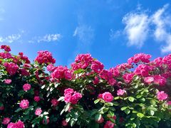 -悦见花开·花园里的火锅·露营·下午茶