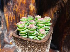 -慢丽江·云南野生菌土鸡锅(西山店)