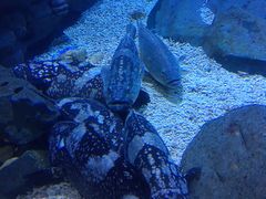 -烟台海昌鲸鲨海洋公园