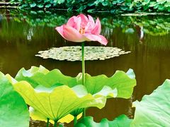-陈家山荷花公园