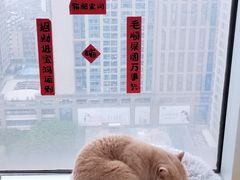 -Catmate·猫肥家润(金润铂宫店)