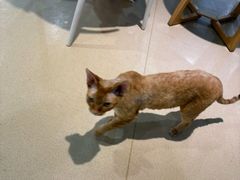 -藏猫猫咖啡主题馆(中央大道店)