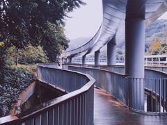 -银湖山郊野公园-相思林