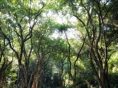 -火炉山森林公园