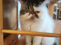 -喵园·猫主题咖啡厅·撸猫·猫咖(国贸店)