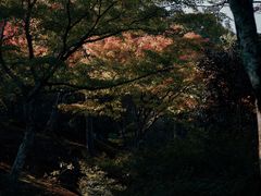 -天龙寺