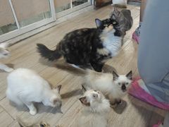 -楼上猫咖(罗湖店)