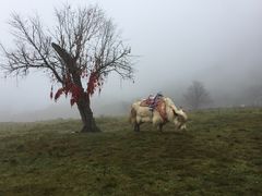 -硗碛藏寨·神木垒景区