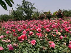 -顾村公园