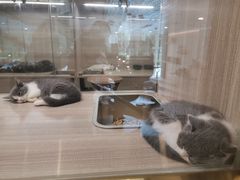 -飞行喵MR PILOT|猫舍·猫咖(静安大融城店)