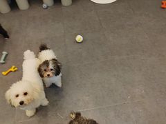 -有喵·猫咖·狗咖·30几只猫10只小狗(岗厦店)