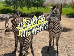 -北京野生动物园