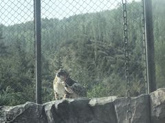 -青藏高原野生动物园