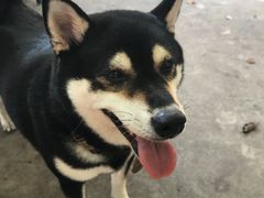 -柴犬高等学院·狗咖·柴犬售卖·宠物训练