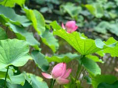 -陈家山荷花公园
