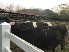 -瑞穗牧场