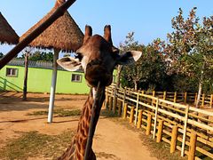 -西霞口神雕山野生动物世界