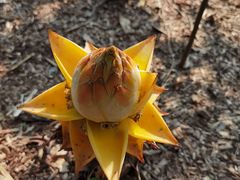 -中国科学院西双版纳热带植物园