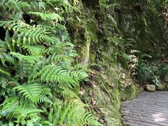 -十八棵（老龙井）御茶园(老龙井店)