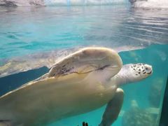 -海合安武汉极地海洋公园