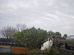 -普陀山雷迪森庄园