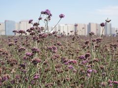 -赛汗塔拉风情园