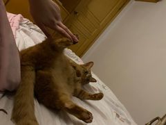 -灵美宠物诊所