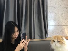 -喵园·猫主题咖啡厅·撸猫·猫咖(国贸店)