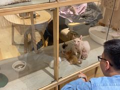 -藏猫猫咖啡主题馆(中央大道店)