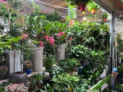 -朝来春花卉市场