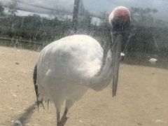 -盐城丹顶鹤湿地生态旅游区