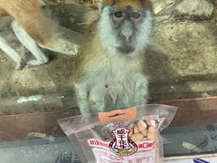 -新疆天山野生动物园