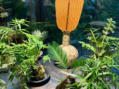 -自由生长植物工作室(深港花卉中心店)