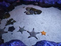 -暹罗海洋世界