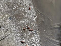 -北海金海湾红树林生态旅游区