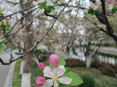 -莫愁湖公园