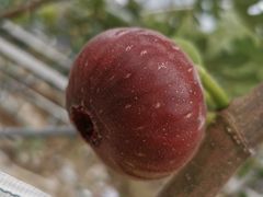 -武汉世外桃源农庄