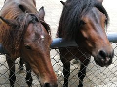 -长白岛森林公园