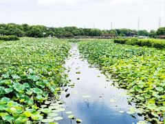 -荷塘月色湿地公园·向阳花洲