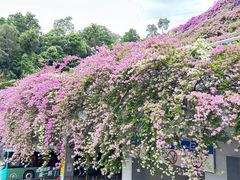 -深圳仙湖植物园