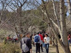 -香雪海